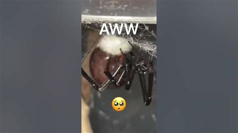 How Do Spiders Lay Eggs Black Widow Youtube