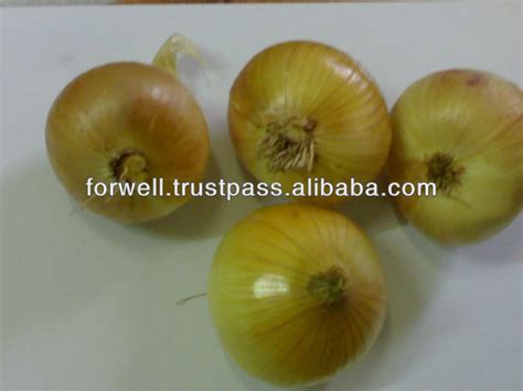Fresh Yellow Onion Europe Arab Egypt For Well Export And Import