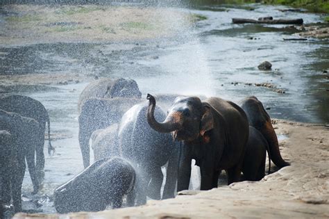 524822 Animal Animals Asia Bathing Elephant Elephants Mammal