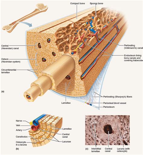 Illustration about compact bone, also called cortical bone, is the hard, stiff, smooth, thin, white bone tissue that surrounds all bones in the human body. Examining the Microscopic Structure of Compact BoneIf a ...
