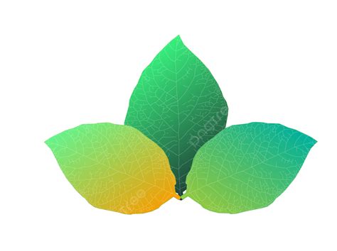Colorful Leaves Stems And Leaves Vector Vector Leaf Rhizome Leaf