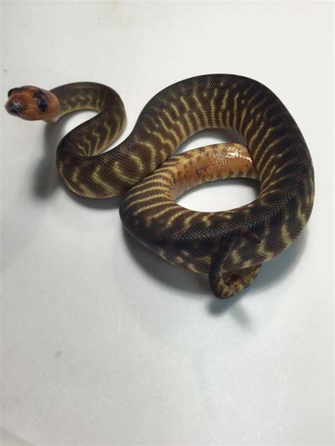 Woma Pythons For Sale Snakes At Sunset