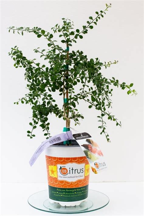 Lime Tree Care California Tips For Healthy Citrus Trees The San Diego