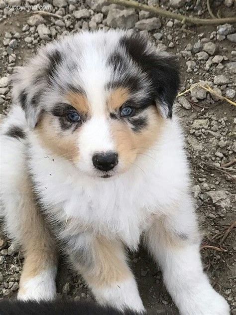 Adorable Sheltie Shetland Sheepdog Sheltie Sheltie