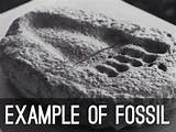 Fossils Lyrics