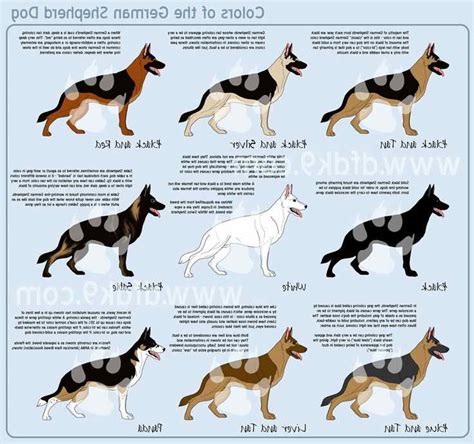 Different Breeds Of German Shepherd Dogs Petsidi