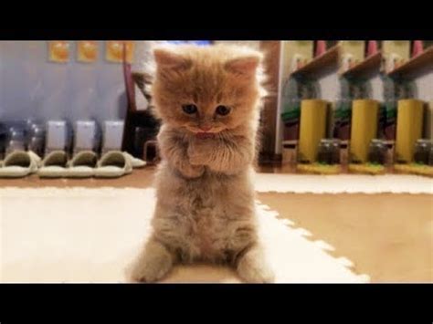 ♥Cute Dogs and Cats Doing Funny Things 2018♥ #94 - CuteVN ...