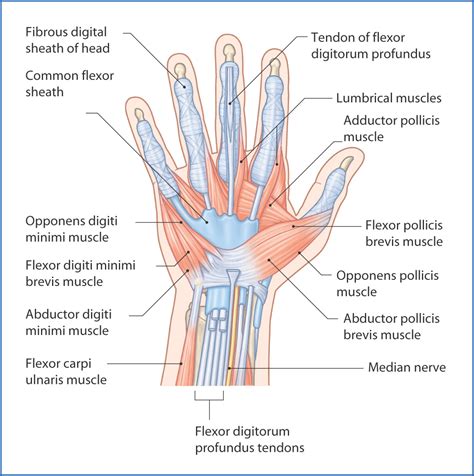 Extensor carpi ulnaris extension of wrist and hand hip joint anterior iliopsoas deep section iliacus flexion, outward rotation psoas major flexion, outward rotation quadriceps femoris rectus femoris only flexion sartorius flexion, outward rotation Hand Muscles | Basicmedical Key