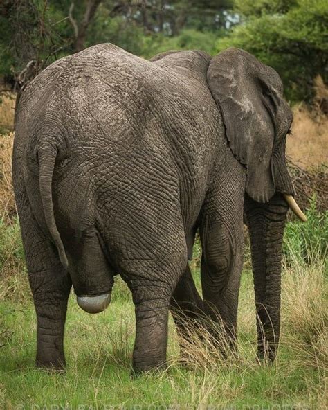 i love elephants on instagram “birth of a elephant 👌 elephant elephants elephantlove