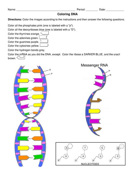 Dna And Rna Coloring Activity Pages