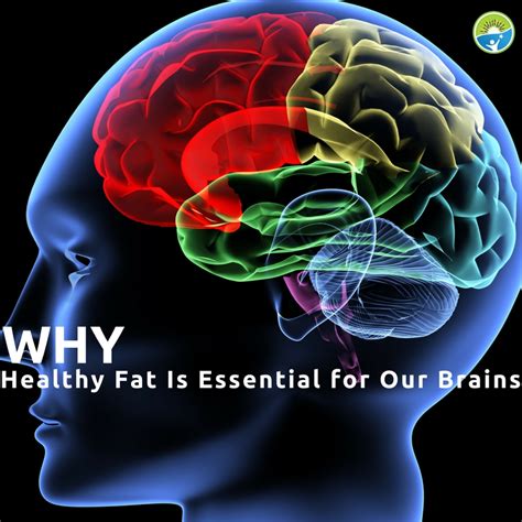 Why Healthy Fat Is Essential For Our Brains Feed To Succeed