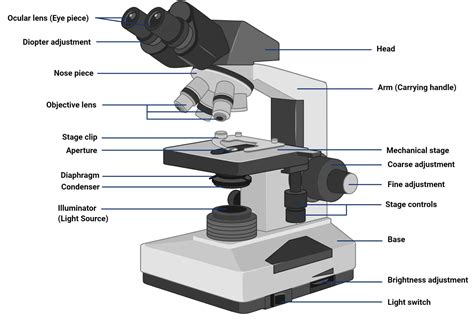 Brightfield Microscope Compound Light Microscope Definition