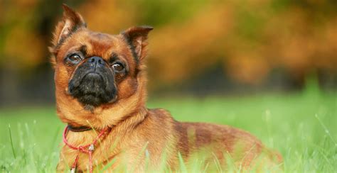 Akc marketplace is the only site to exclusively list 100% akc puppies. Brussels Griffon Dog Breed Information | Breed Advisor