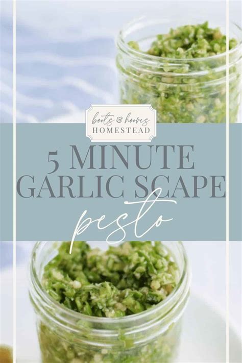 Garlic Scape Pesto Boots And Hooves Homestead