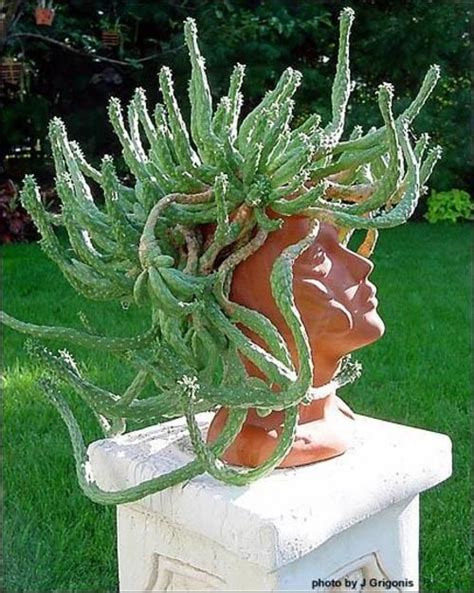 Euphorbia Caput Medusae Plants Succulents Garden Head Planters