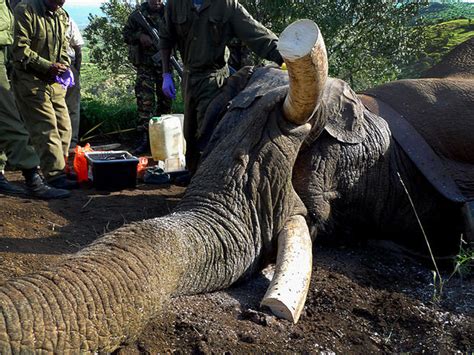 Kenya Blood And Ivory Elephant Poaching In Kenya Pictures Cbs News