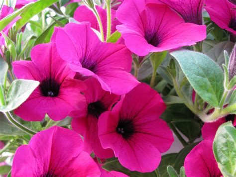 See how to plant and take care of your petunias to keep them blooming. Pest-Repellent Plants for Your Lafayette Landscape ...
