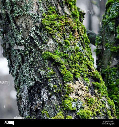 Tree Trunk In The Forest Covered With Moss And Lichen Stock Photo Alamy