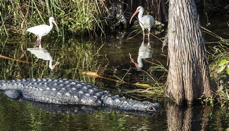 Guía Para Visitar El Parque Nacional De Los Everglades