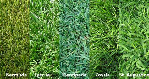 Selecting The Right Turf For Your Lawn Murrays Landscape Services