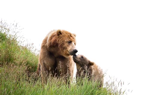 Free Picture Kodiak Brown Bear Sow Cub