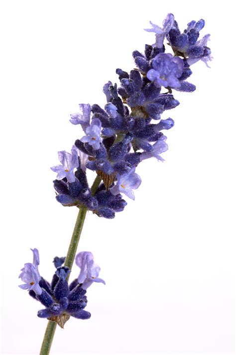 Click download buttons and get our best selection of painted lavender wisteria flowers png images with transparant background for totally free. LAVENDER FLOWER EXTRACT | Lavender flowers, Beautiful ...