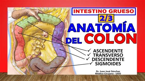 🥇 Anatomía Del Colon Intestino Grueso 23 ¡fácil Explicación Youtube