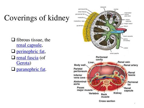 Renal Anatomy And Renal Cell Cancers