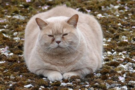 Top 12 Fat Cats That Are Just Too Tired To Deal With The World Cathour