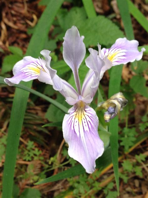 Most of our harry & david store locations have closed. Douglas' Iris near Shelter Cove, CA. | Wild flowers ...