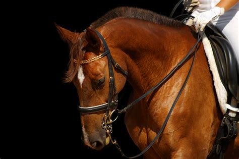 The facility is easily reached being approximately 10 miles equidistant from both perth and dundee, a quarter of a mile from the main a90 road. The "Non-Exercising" Rider's Road to Fitness - The Horseaholic