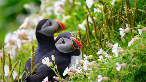 Two Cute Puffins Are Standing On Green Grass In White And Green Blur