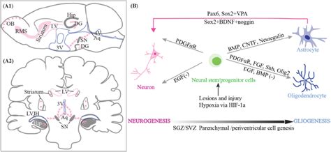 Neurogenesis And Gliogenesis In The Adult Brain Potential Neurogenic