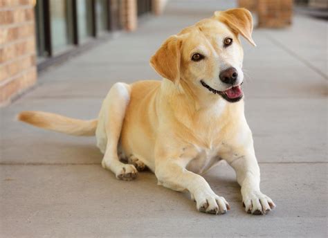 A dog wagging his tail is a common sight, but it may mean more than you think. Why Do Dogs Wag Their Tails?