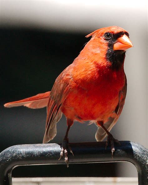 Cardinal Bird Wiki Everipedia