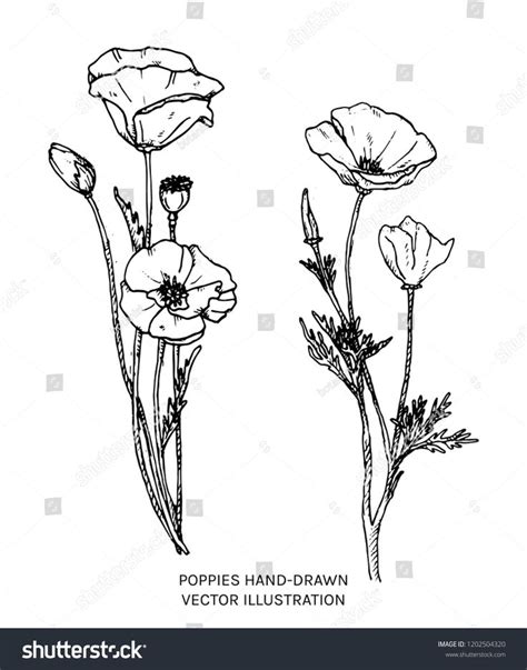 Poppies Hand Drawn Ink Illustration Vector Black And White Floral