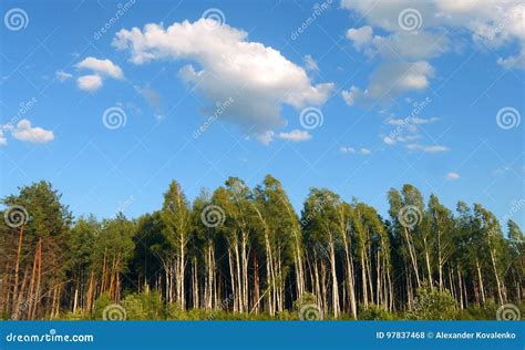 Sky Clouds And Forest Stock Photo Image Of Beautiful 97837468