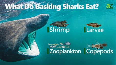 What Do Basking Sharks Eat Their Diet Explained Imp World