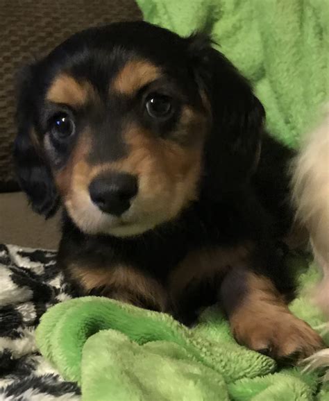 Dachshund Puppies For Sale Wellsville Oh 259661