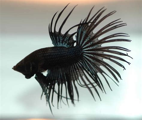 The Different Types Of Black Betta Fish Betta Source
