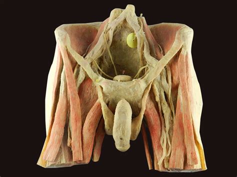 Human Pelvic Anatomy Diagram Organs