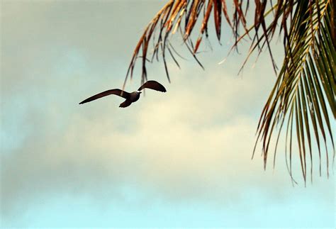 Black Bird Rota Island Nmariana ロタ島 Gudonjin Aiza Flickr