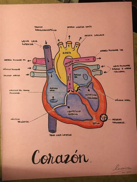 El Corazón Anatomía Médica Anatomía Del Corazón Anatomia Y Fisiologia