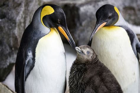 neuseeland lesbisches pinguin paar zieht gemeinsam küken auf tiergärten derstandard at