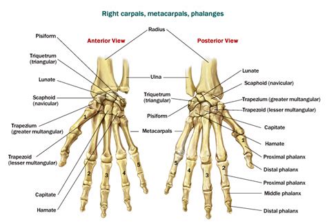 Human Anatomy Wrist Anatomy Bones