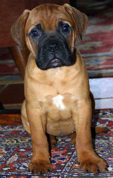 Too many welcome mats for inside. File:Bullmastiff Puppy.jpg - Wikimedia Commons