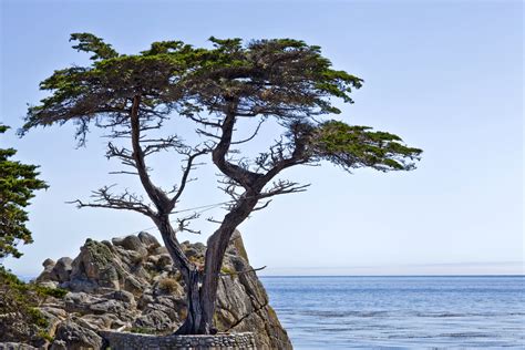 Cypress Tree Monterey Ca Usa17 Mile Drive