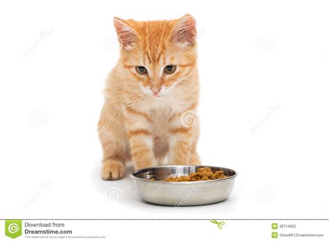 Small Orange Kitten Eating Stock Photo Image Of Animal 38714832