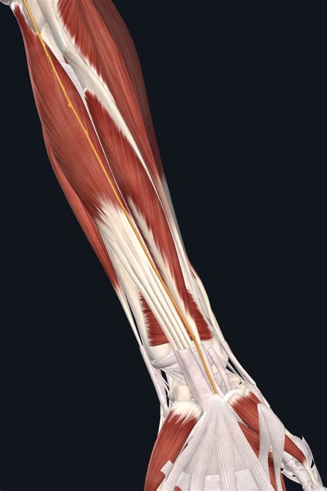 Deep Anterior Muscles Of The Forearm Diagram Quizlet