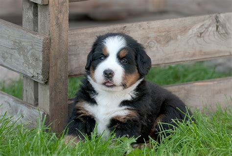 These Dog Breeds Always Have Unbelievably Cute Puppies